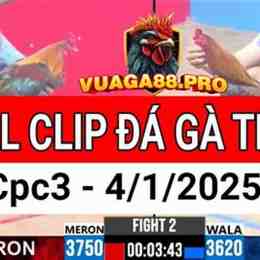 full clip đá gà thomo cpc3 hôm nay