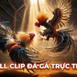 full clip đá gà thomo