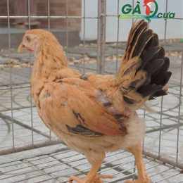 gà 9 cựa đá thomo