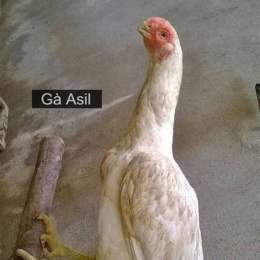 gà asil đá cựa sắt