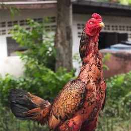 gà bảo xì tin đá thomo
