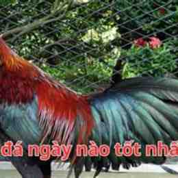ga bong da ngay nao tot