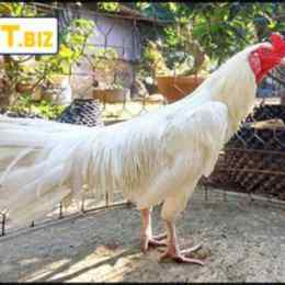gà bướm đá ngày nào hợp nhất
