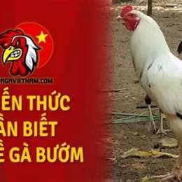 gà bướm đá ngày nào tốt 2023