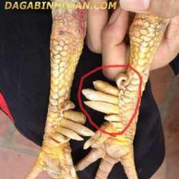 gà chín cựa đá ngày 23 tháng 7