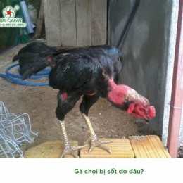 gà chọi bị trắng da