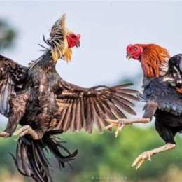gà chọi đá với gà tre
