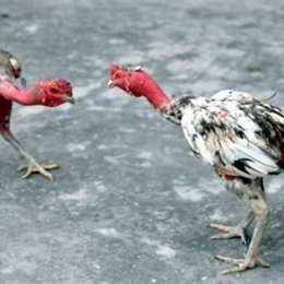 gà chọi không chịu đá