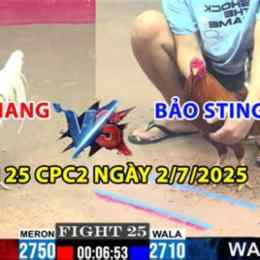 gà chuối bảo sting đá