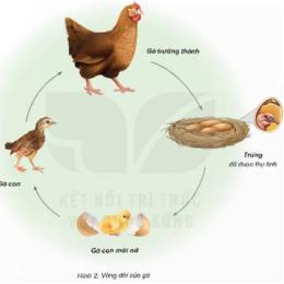 gà con đã rút ra được bài học gì