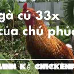 gà cú phúc bình dương đá thomo