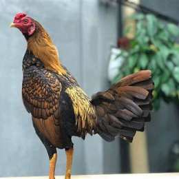 gà cuban đá cựa chốt