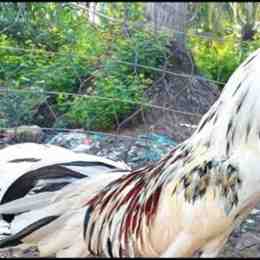 ga cup da hay khong