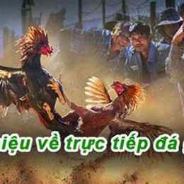 gà đá 67 trực tiếp