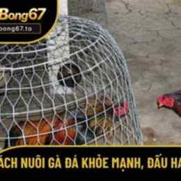 ga da 79.net