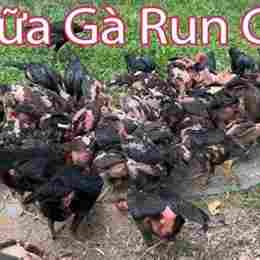gà đá bị run chân