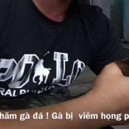 gà đá bị viêm họng
