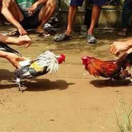 ga da campuchia 2017