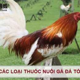 ga da cho tot dong nai