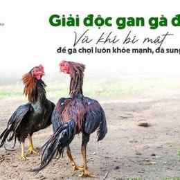 ga da chotot an giang