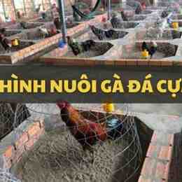 ga da cua sat sai gon