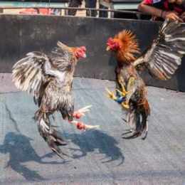 gà đá đỏ