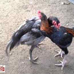 gà đá độc biên