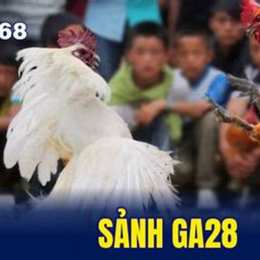 gà đá giải 12 tháng 1