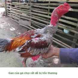 ga da giai 12/1