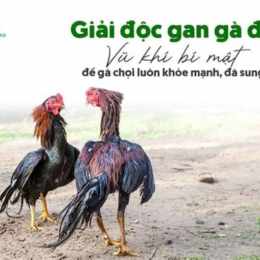 ga da giai hom nay