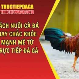 gà đá mạnh nhất
