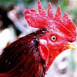 gà đá mồng vua