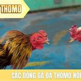 ga da thomo 10/6/2018
