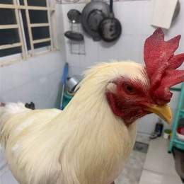 gà đá tiền giang mới nhất