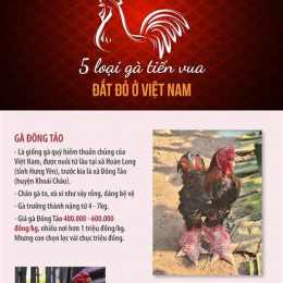 ga da tien ty