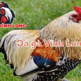 gà đá vĩnh long