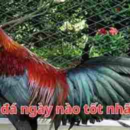gà điều chân vàng đá ngày nào tốt