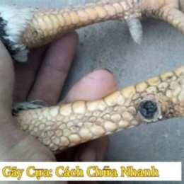 gà gãy cựa có đá được không