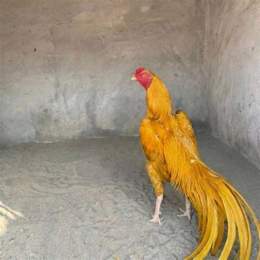 ga hoàng phương đà lạt