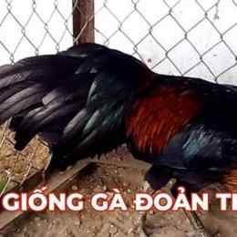 gà mà lại đá thomo
