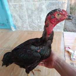 gà mắt trắng dã