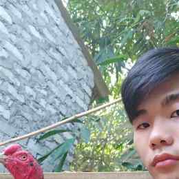 gà nòi chân bị quỳnh thu đá được hông