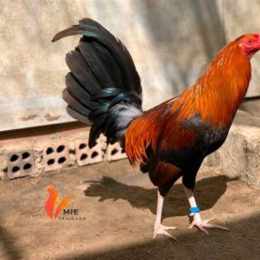 gà nòi đá cựa sắt