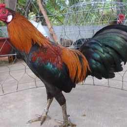 gà nòi đá gà tre thomo