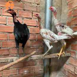 gà nòi mấy tháng thì đá được