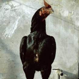 gà ô ma mị pakistan đá