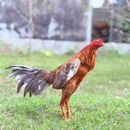 gà pakoy đá