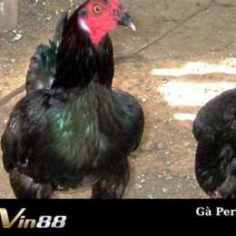 gà peru đá cựa