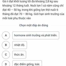 gà ri đạt khối lượng tối đa khoảng 2 8kg
