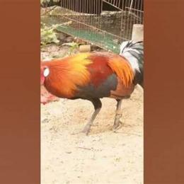 gà tơ không chịu đá